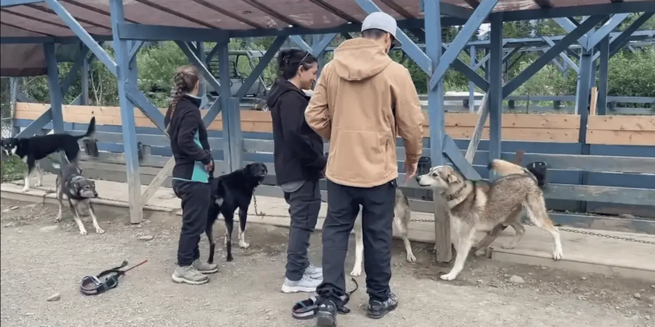 Three visitors meeting huskies under a timber shelter at a dog camp