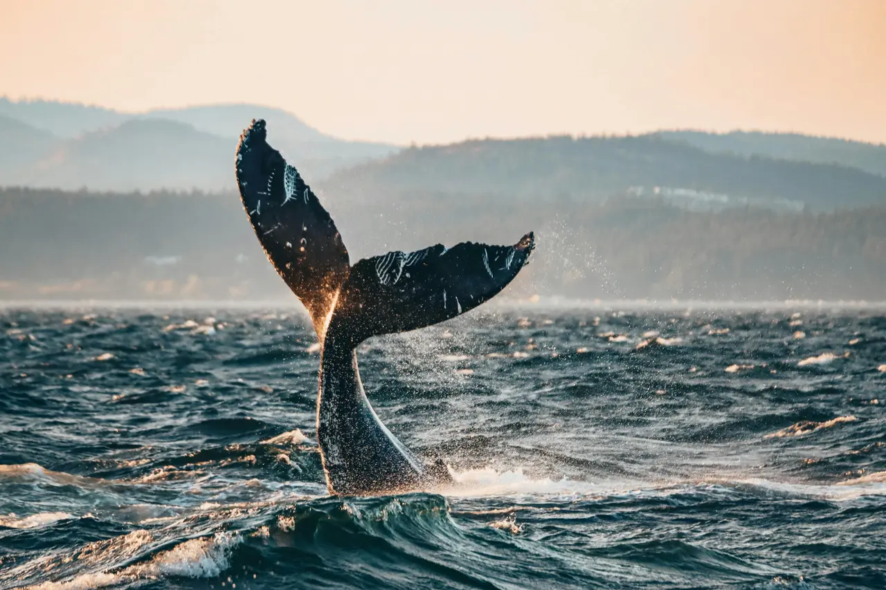 A humpback whale's tail lifting out of choppy grey-blue water, hazy mountains behind