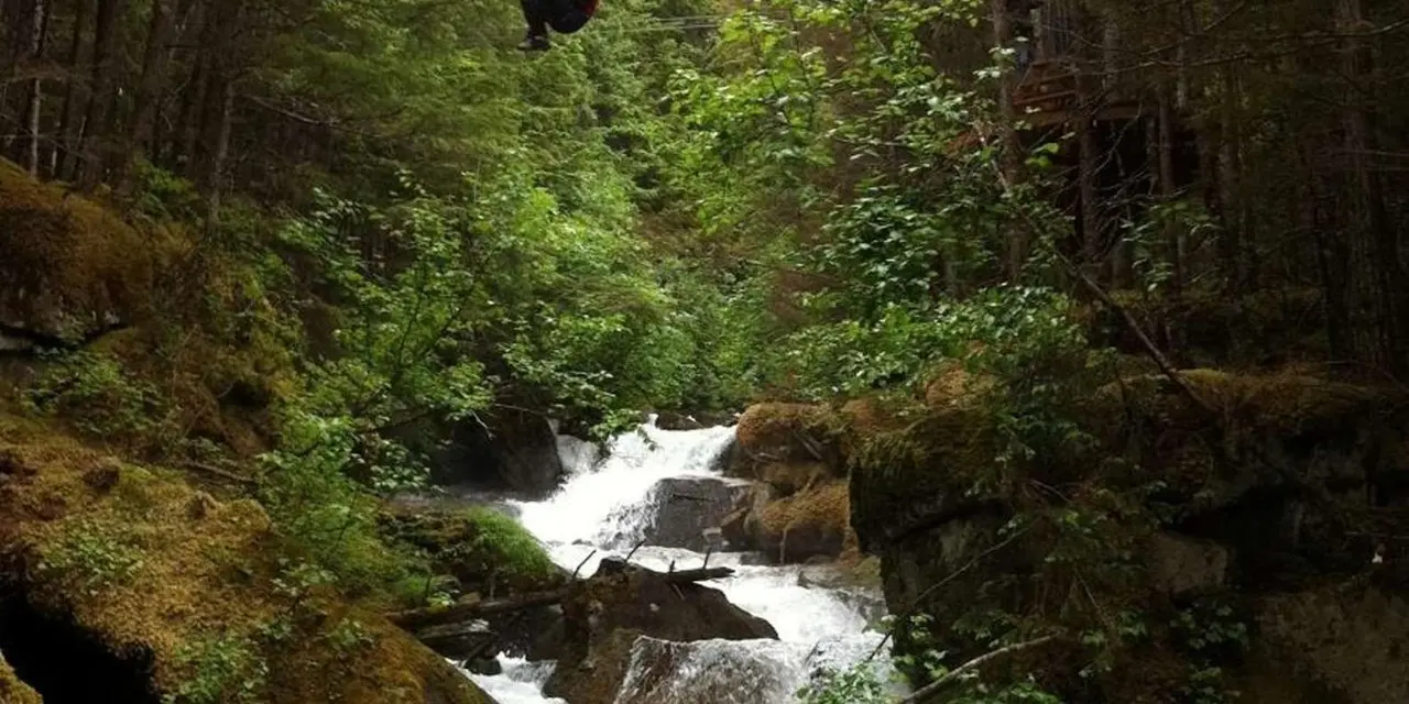 A forest stream tumbling over mossy rocks between green trees