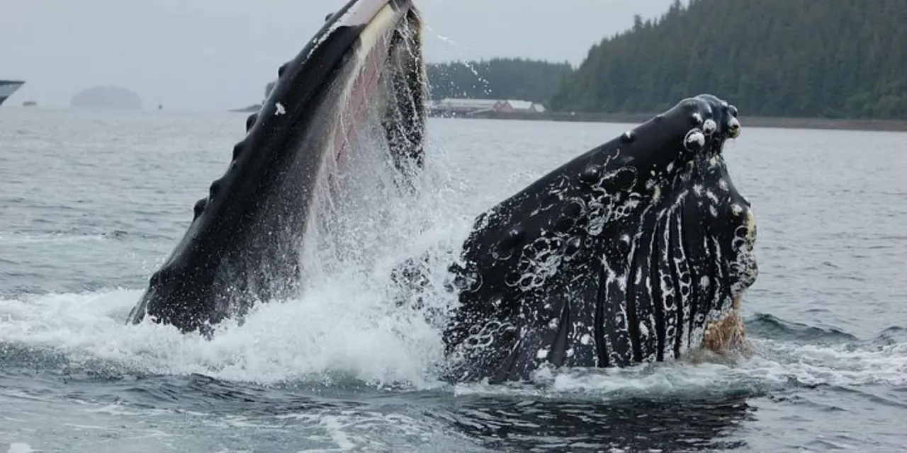 A humpback whale lunging out of grey water with its mouth wide open, baleen showing, and a ship at the edge of the frame