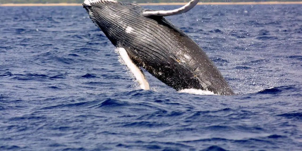 A humpback whale breaching out of deep blue water