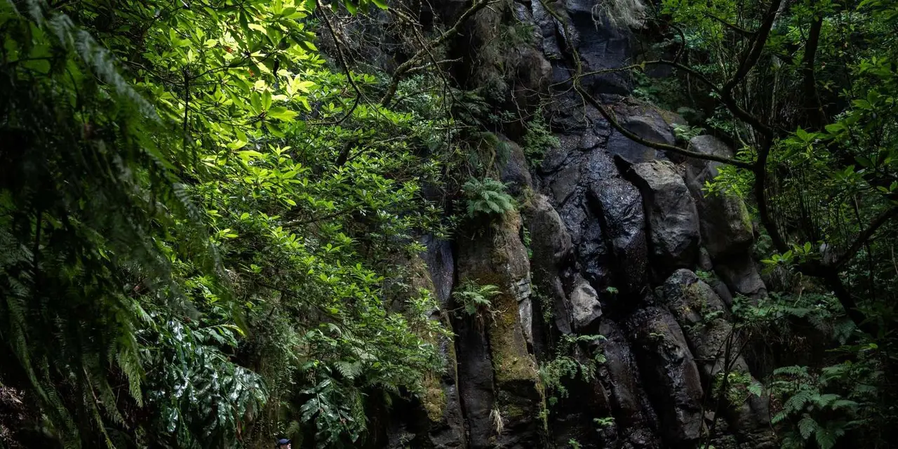 A dark mossy rock wall beside dense green forest along a levada path