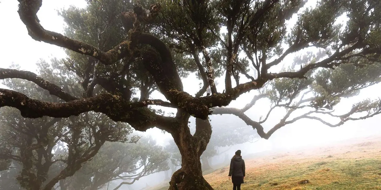 A gnarled, moss-covered tree in thick fog with a person standing in the grass beneath it