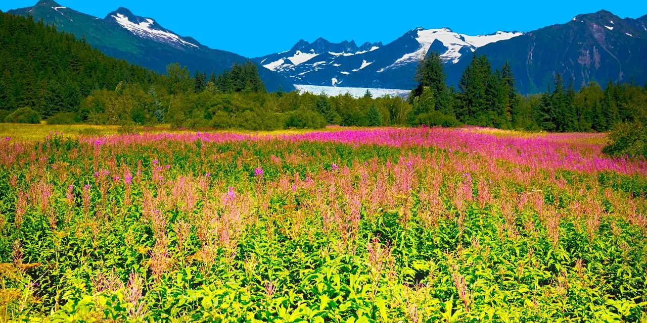 A meadow of pink fireweed in bloom under a bright blue sky, with snow-streaked peaks and a pale glacier tongue in the gap between the trees