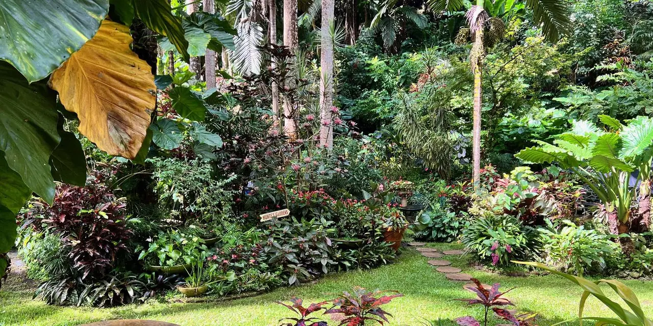 A winding grass path through dense tropical garden