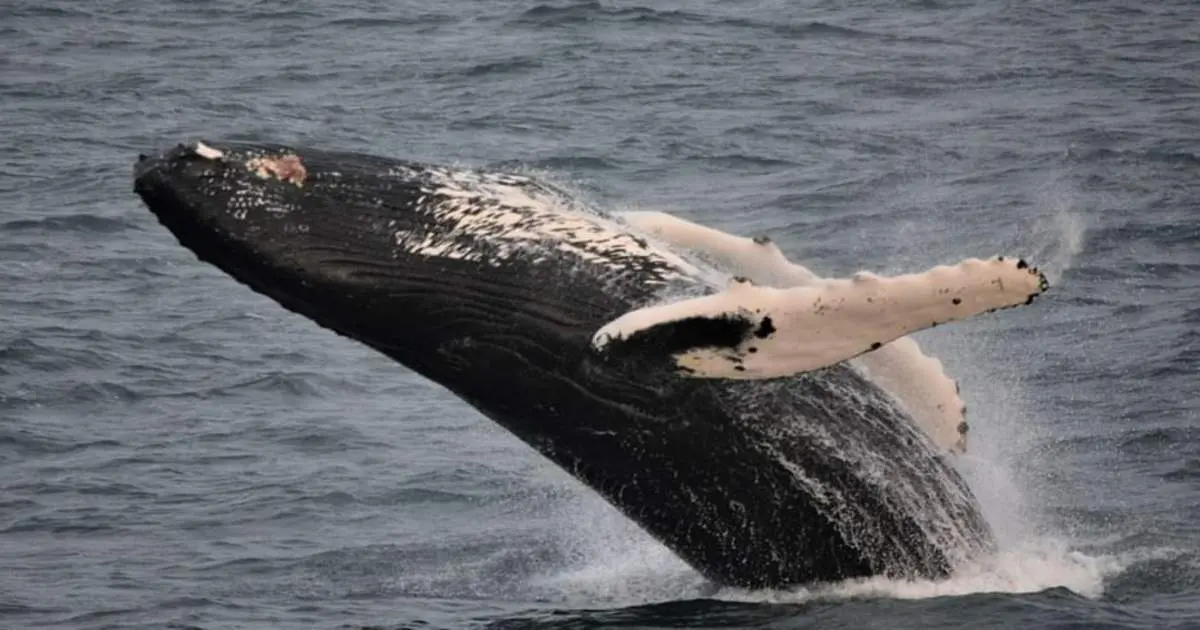 A humpback whale breaching from dark water
