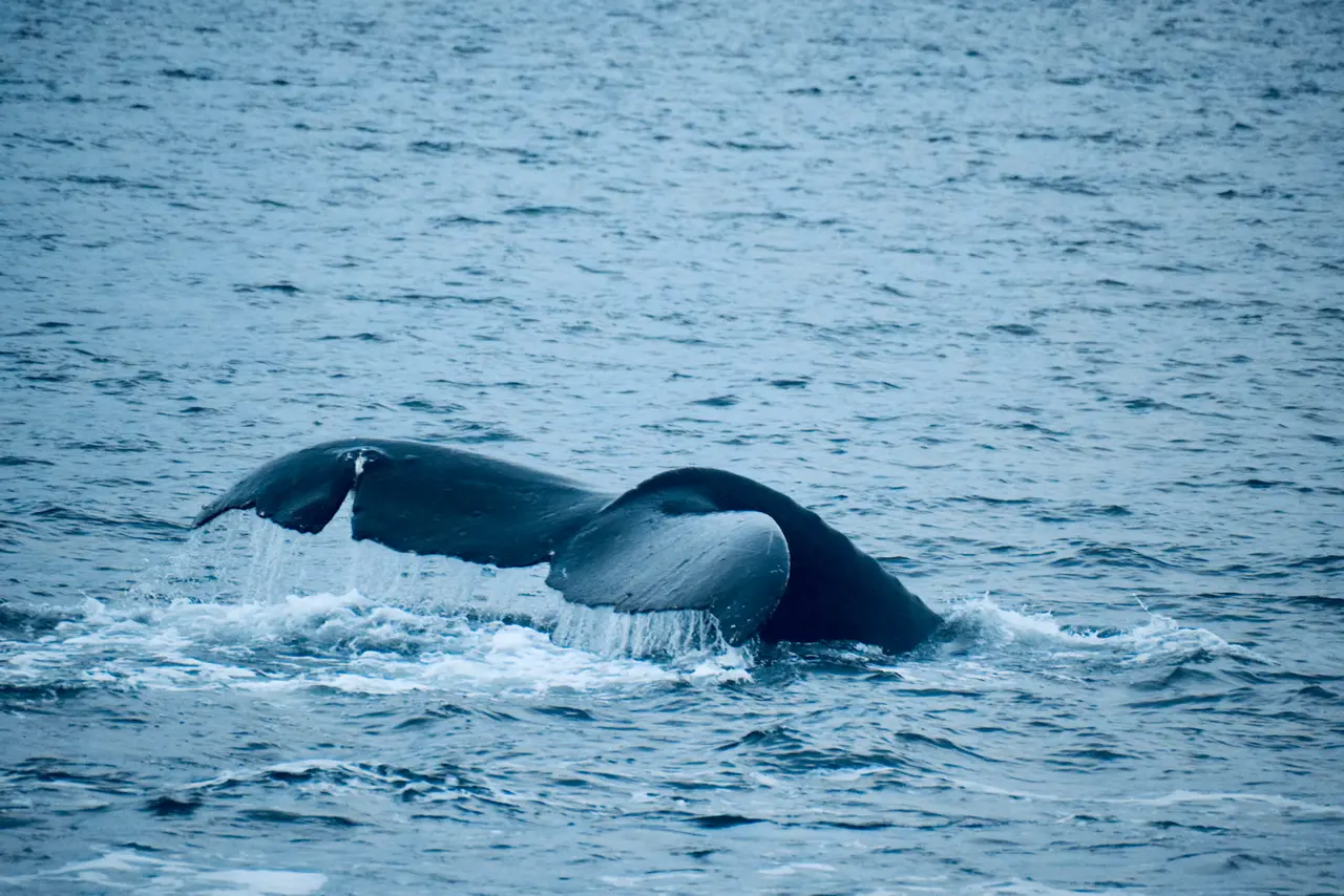 A humpback whale's tail flukes lifting out of blue-grey water as spray runs off them, off Icy Strait Point