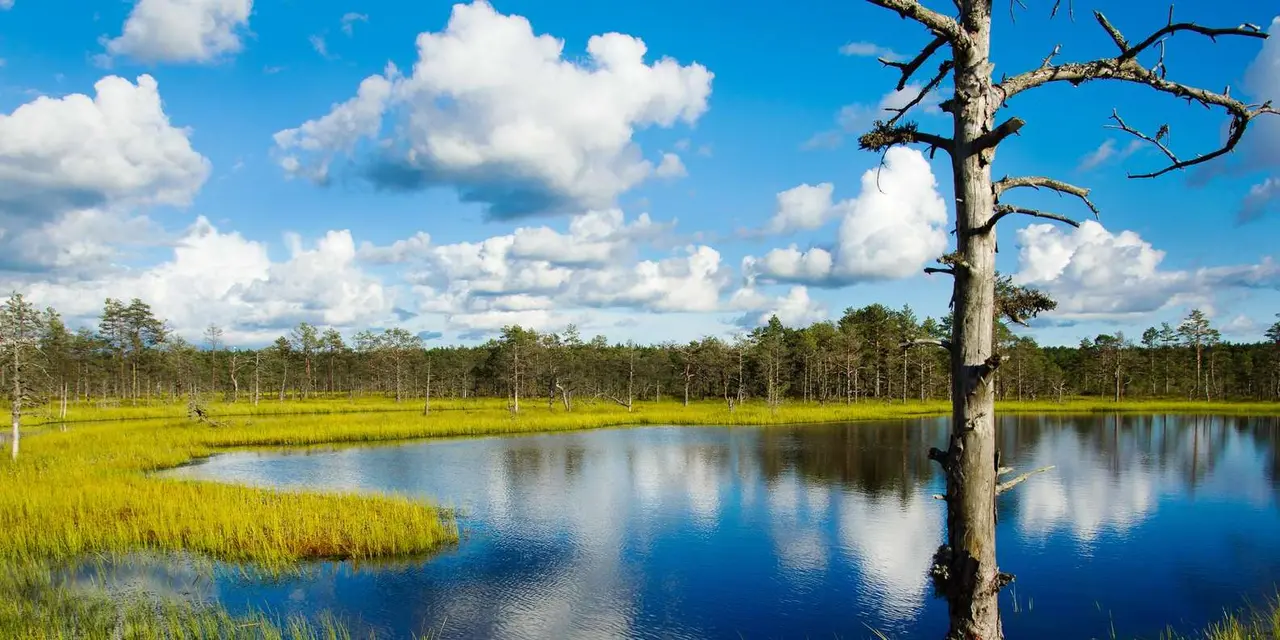 Still bog lake edged with yellow-green grass and pine forest under a blue sky with big white clouds