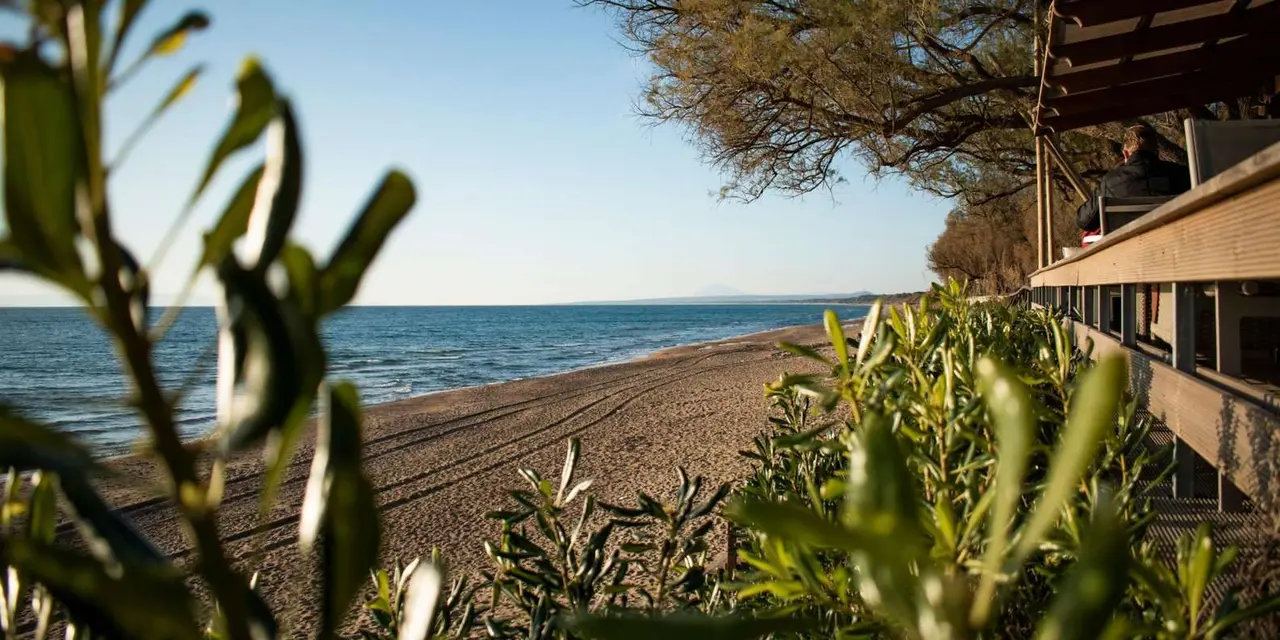 A long, empty sand beach and calm sea seen through green coastal shrubs