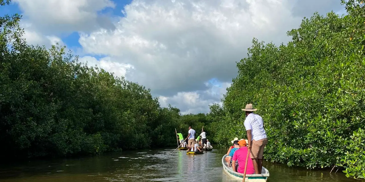 Canoes with passengers on a calm channel between green mangroves