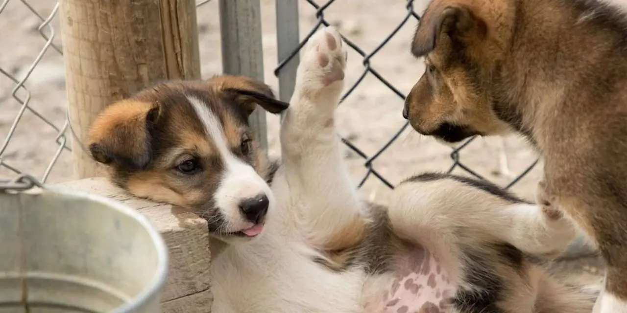 Two husky puppies pressed up against a chain-link fence at a sled dog camp