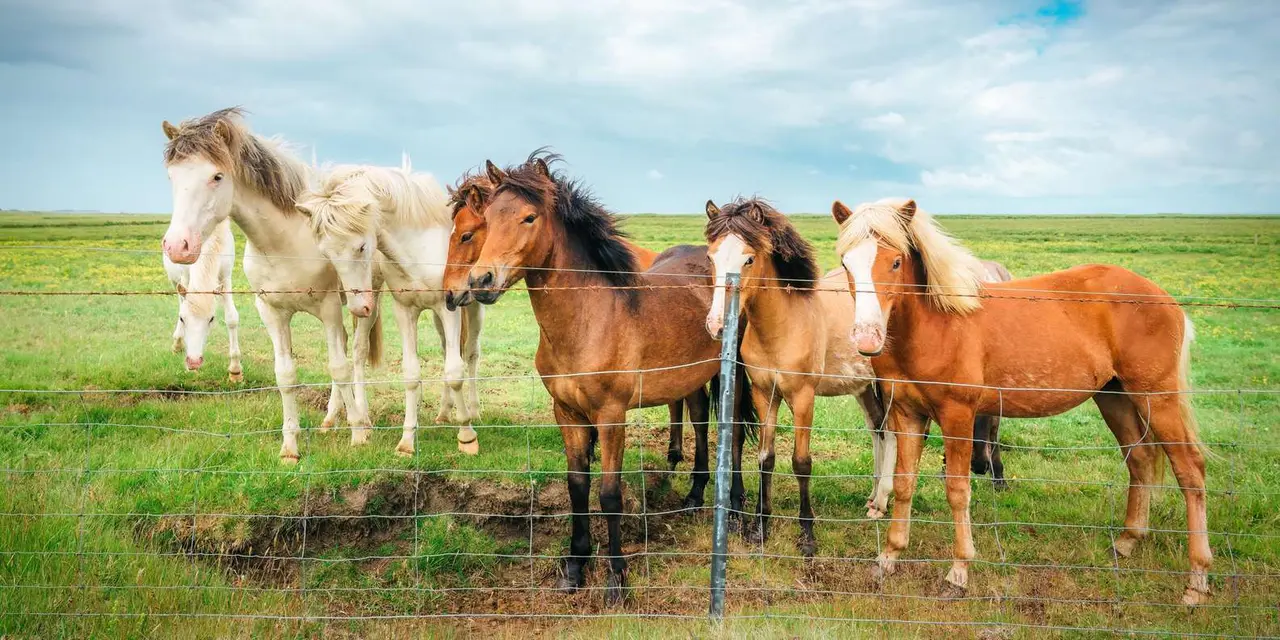 Four Icelandic horses at a paddock fence in green pasture under a cloudy sky