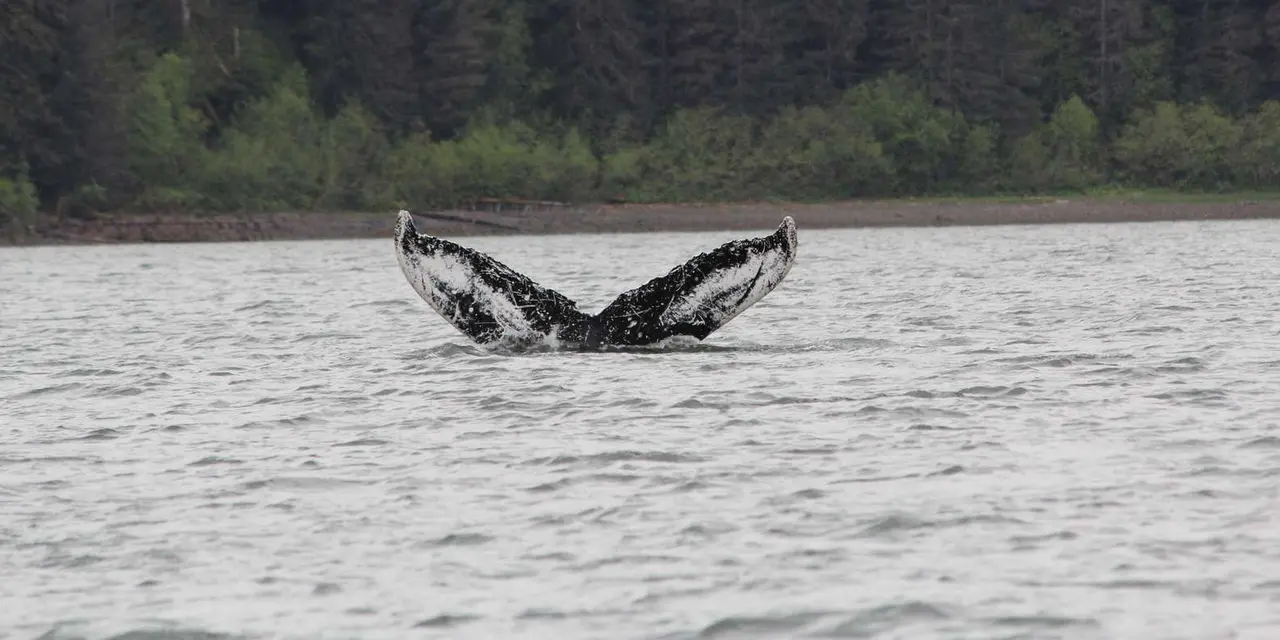 A humpback's tail flukes held above flat grey water in front of a forested shoreline