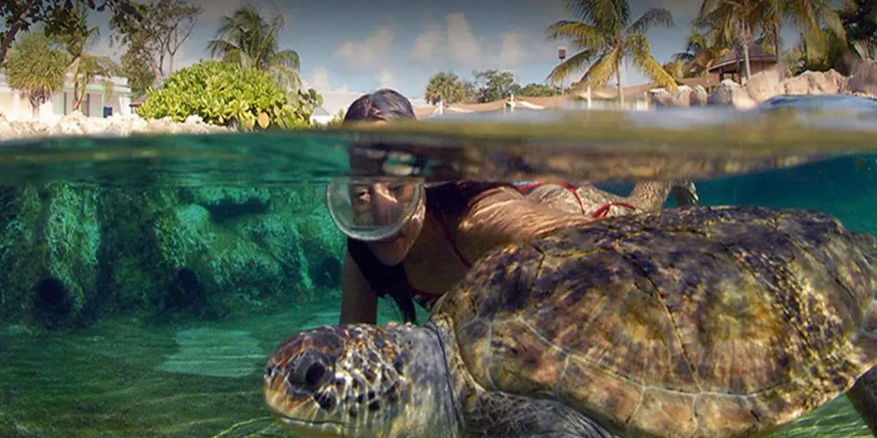 Half-underwater shot of a snorkeler swimming beside a large green sea turtle in a lagoon, with palm trees above the waterline