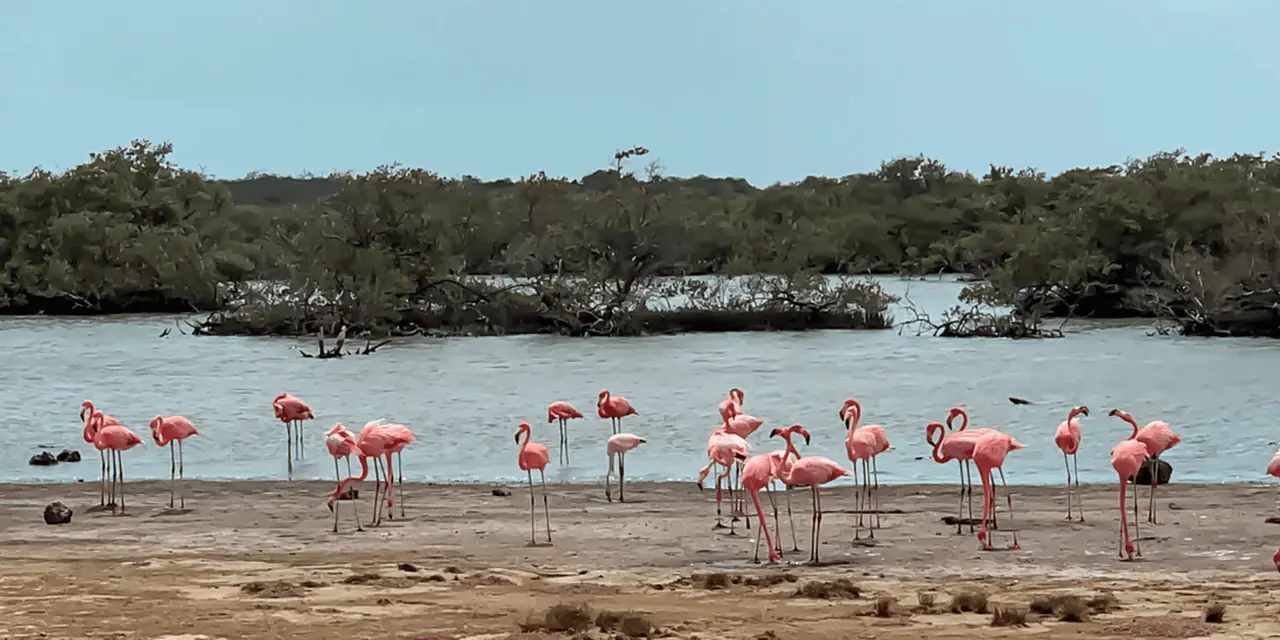 A flock of pink flamingos standing on a shoreline in front of low mangroves