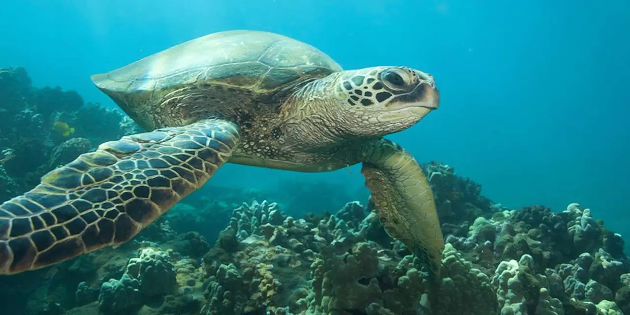 A green sea turtle swimming close to the camera over a coral reef