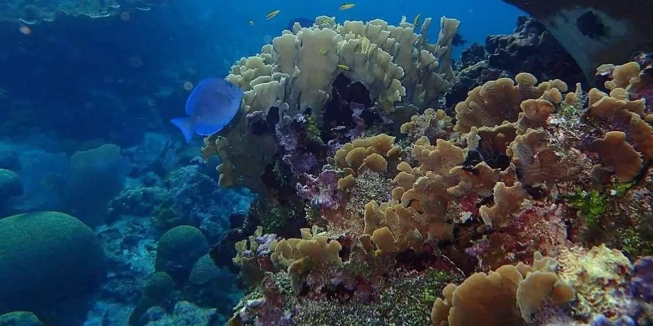 Rounded hard corals in purple and orange on a reef, with a blue fish swimming past in clear water