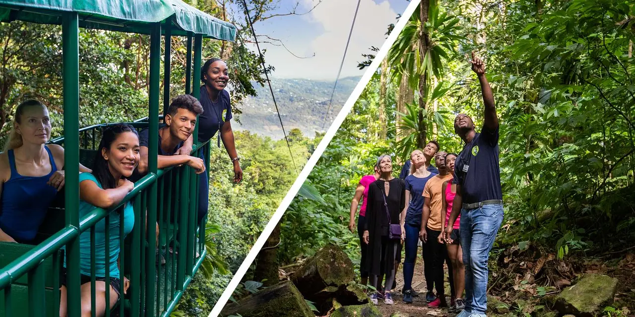 Tram riders leaning out beside a group looking up into rainforest trees, in a split photo