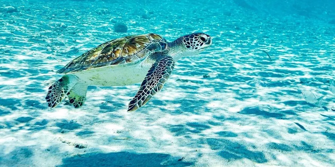 A sea turtle gliding over a sandy bottom in clear shallow water