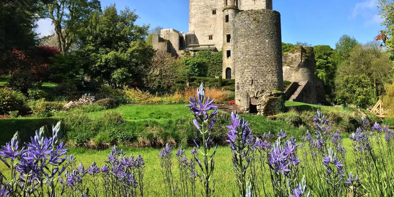 Blarney Castle's grey stone tower behind a meadow of purple wildflowers