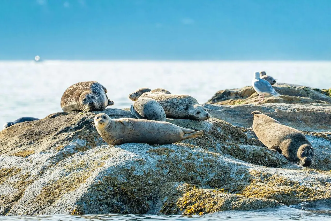 Harbour seals lying on a lichen-covered rock beside the sea, a gull standing nearby