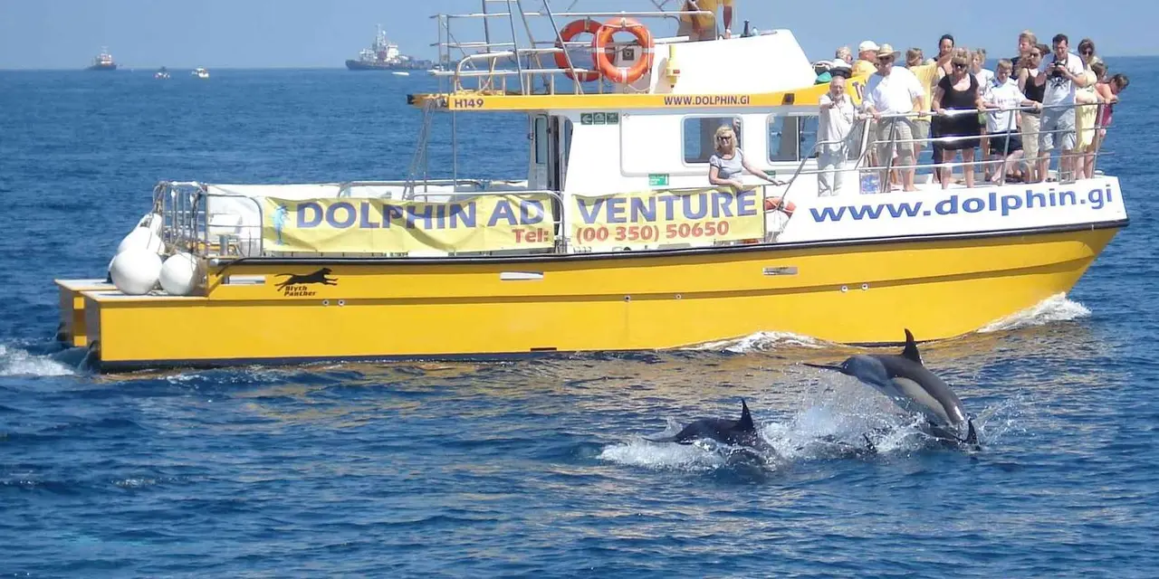 A yellow catamaran crowded with passengers at the rail as two dolphins surface beside it