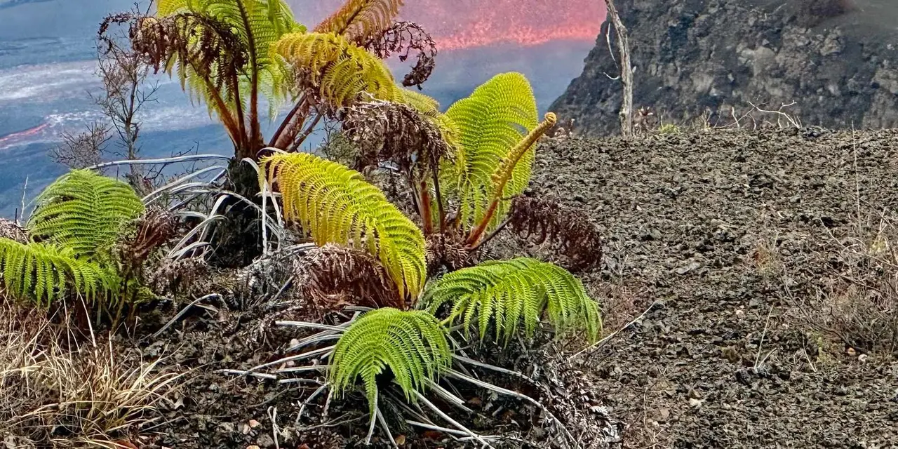 Tree ferns sprouting from dark lava rock, with a red volcanic glow in the distance
