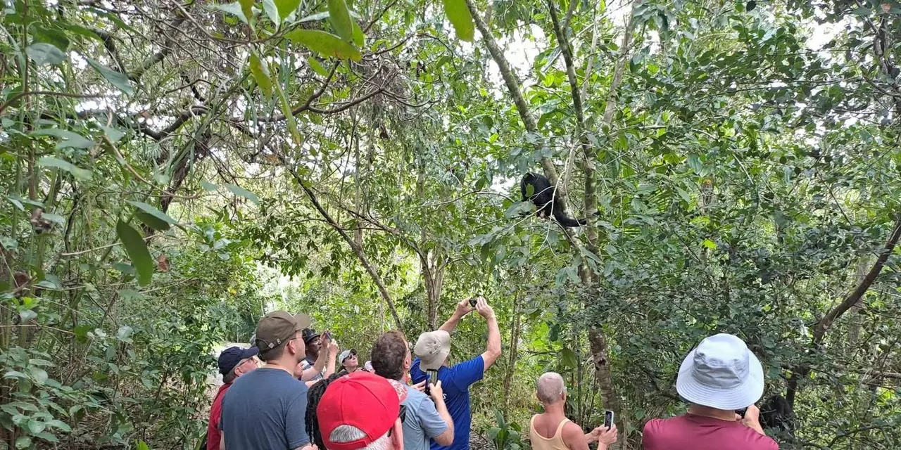 A group of visitors on a forest trail looking up at a monkey in the branches