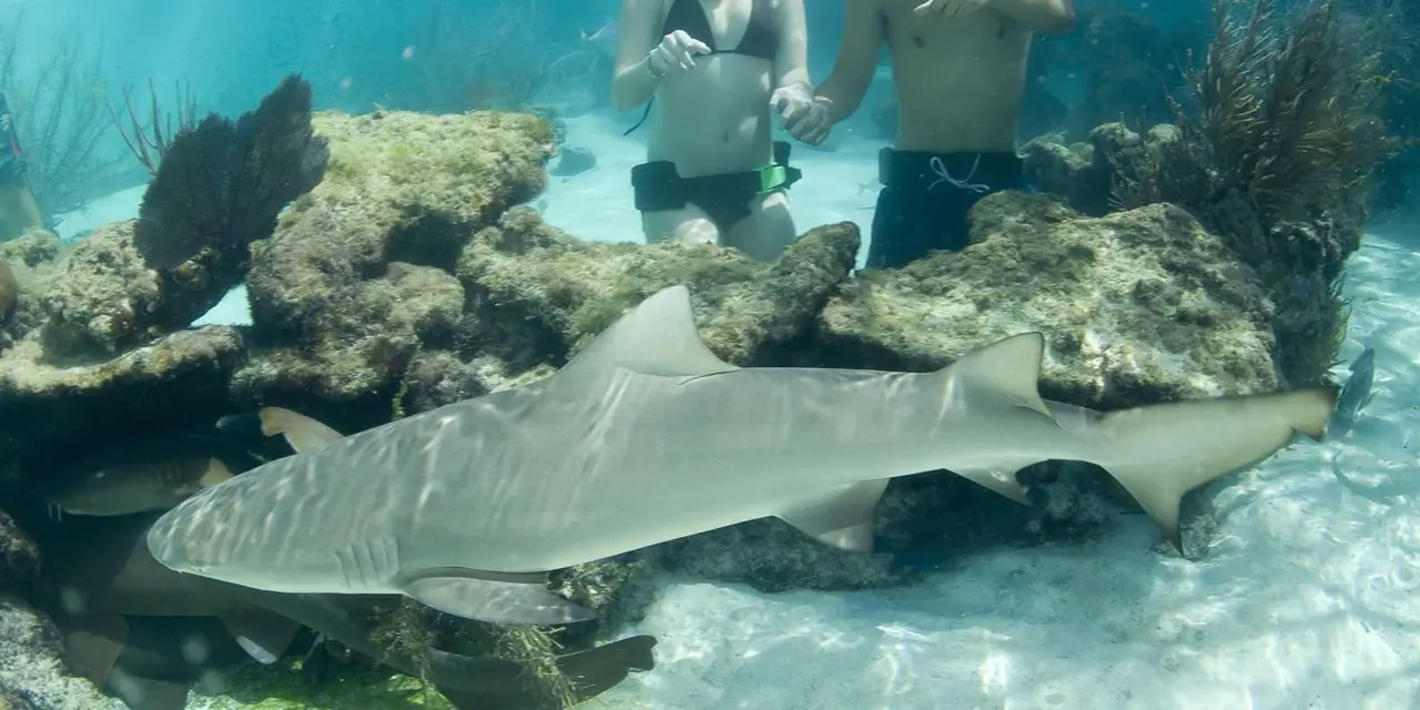 A small shark gliding over white sand and rocks in a shallow pool, with the legs of standing guests behind it