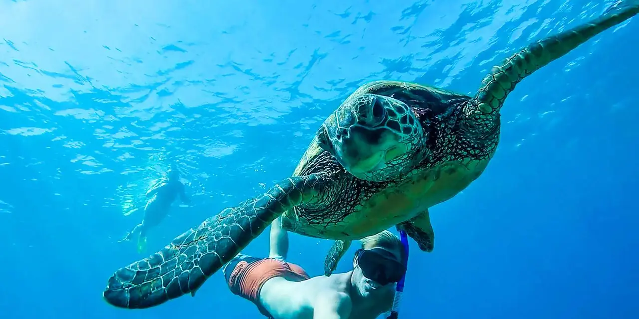 A snorkeler floating beside a green sea turtle in clear blue water