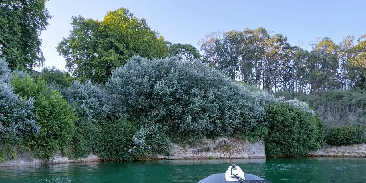 The bow of a grey inflatable boat heading across calm green water toward a wooded shore