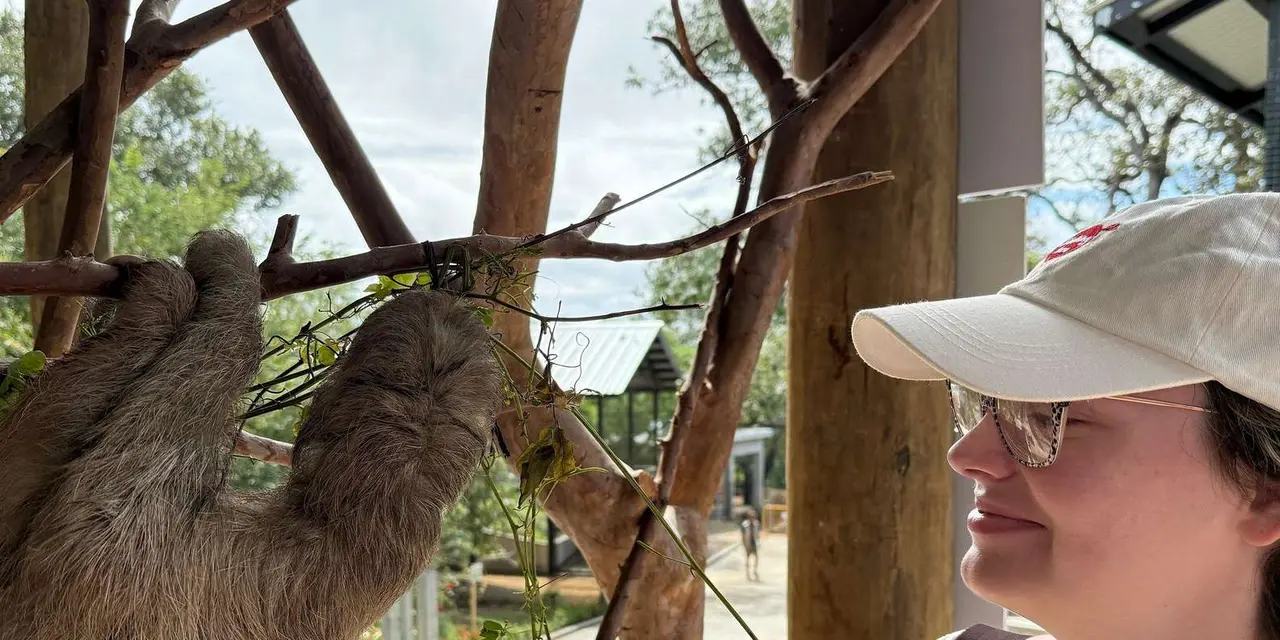 A close-up of a sloth hanging from a tree branch next to a visitor in a white cap, with a wooden platform behind