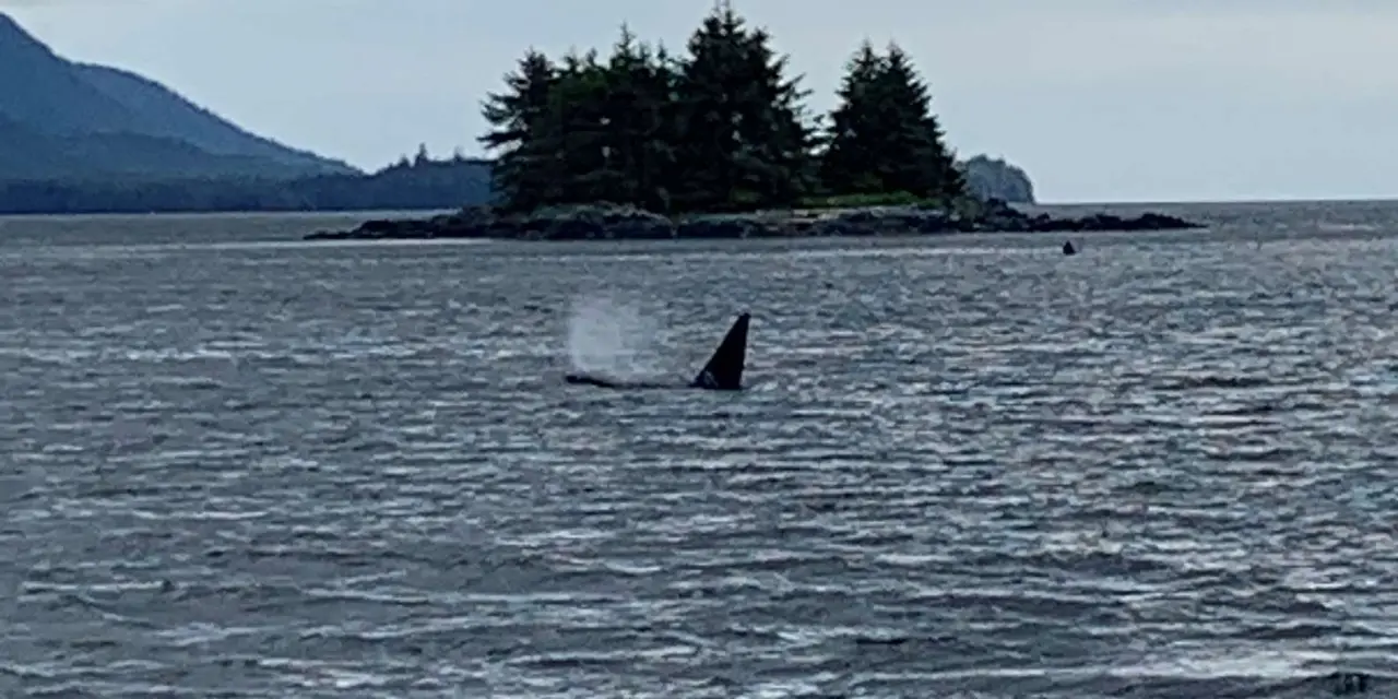 An orca's dorsal fin breaking the surface of a grey channel, a small wooded island behind