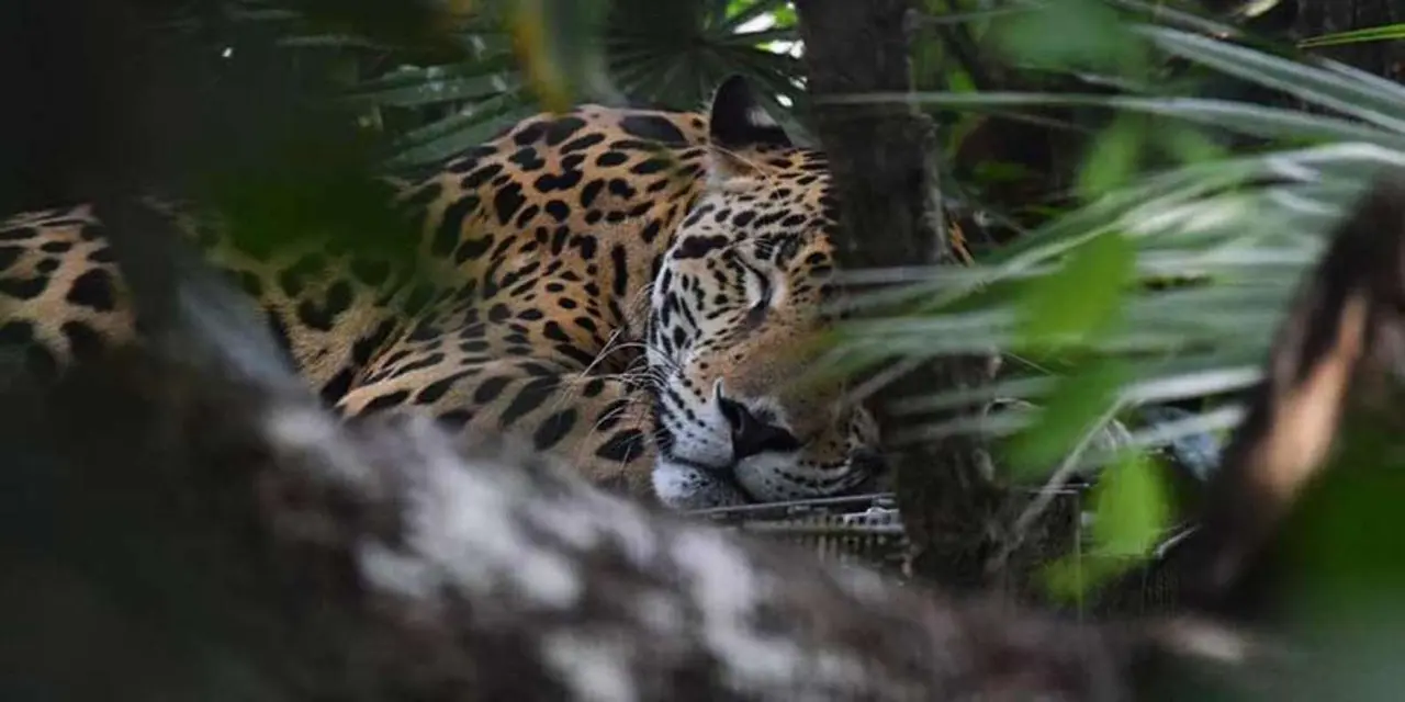 Close-up of a jaguar's spotted face among green leaves