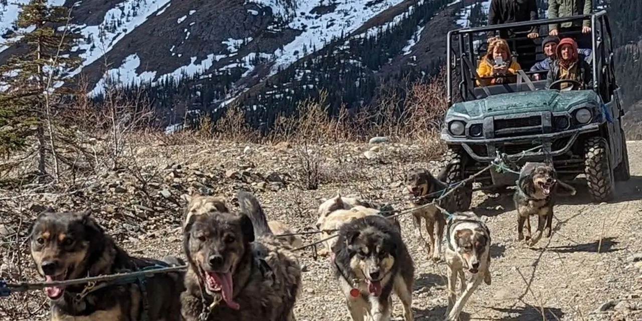 A husky team pulling a vehicle across gravel with snowy mountains behind
