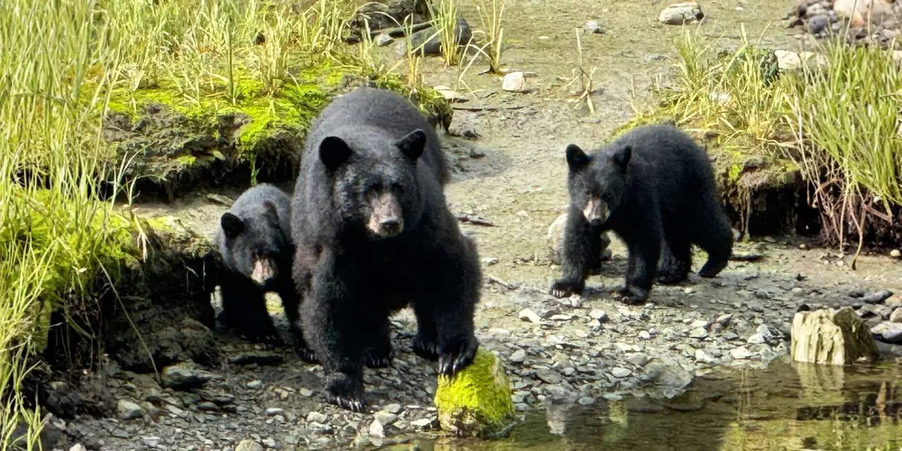 Two black bears, an adult and a cub, standing on a stony creek bank in the forest