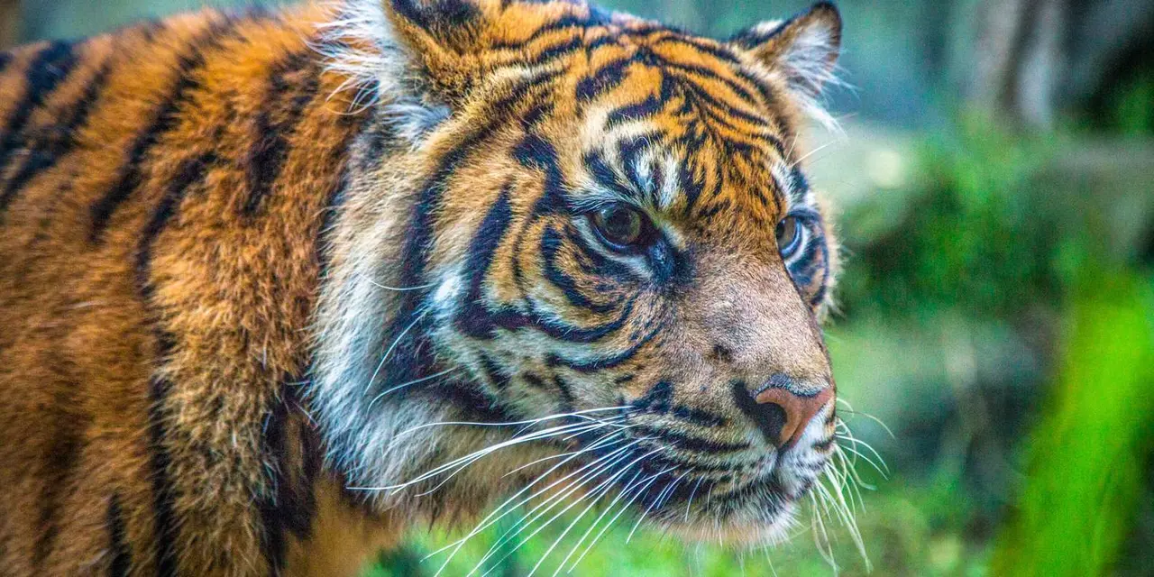 A close-up of a tiger's face looking at the camera against green foliage